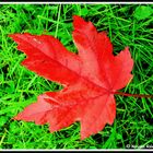 Un Automne à Brive-la-Gaillarde (Mansac)