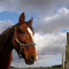 Un autre beau cheval