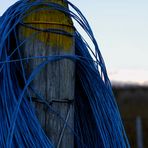 un autre jour, des vignes bleues