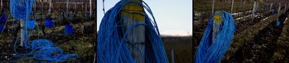 un autre jour, des vignes bleues von Poupée Vaudou