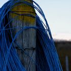 un autre jour, des vignes bleues