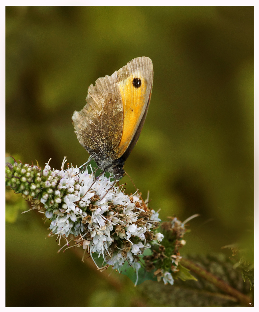 Un autre Papillon