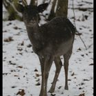 un autre plus jeune.