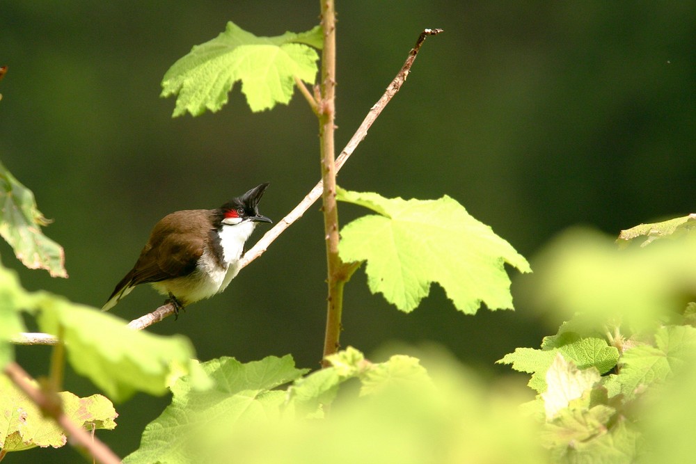 un autre zoizo péy, le bulbul orphée.