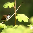 un autre zoizo péy, le bulbul orphée.