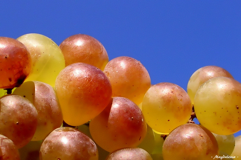 Un avant-goût du vin