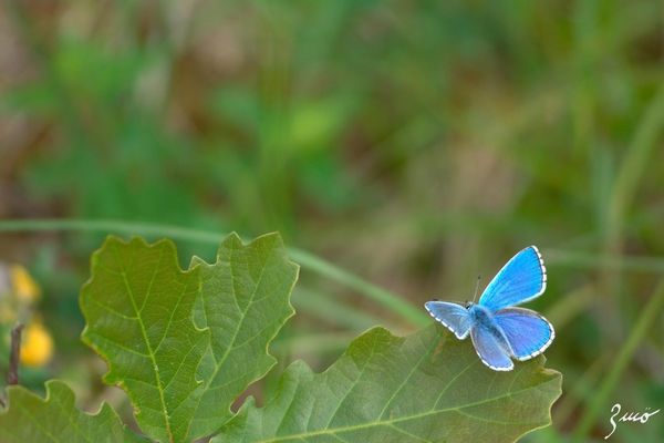Un azuré en forêt