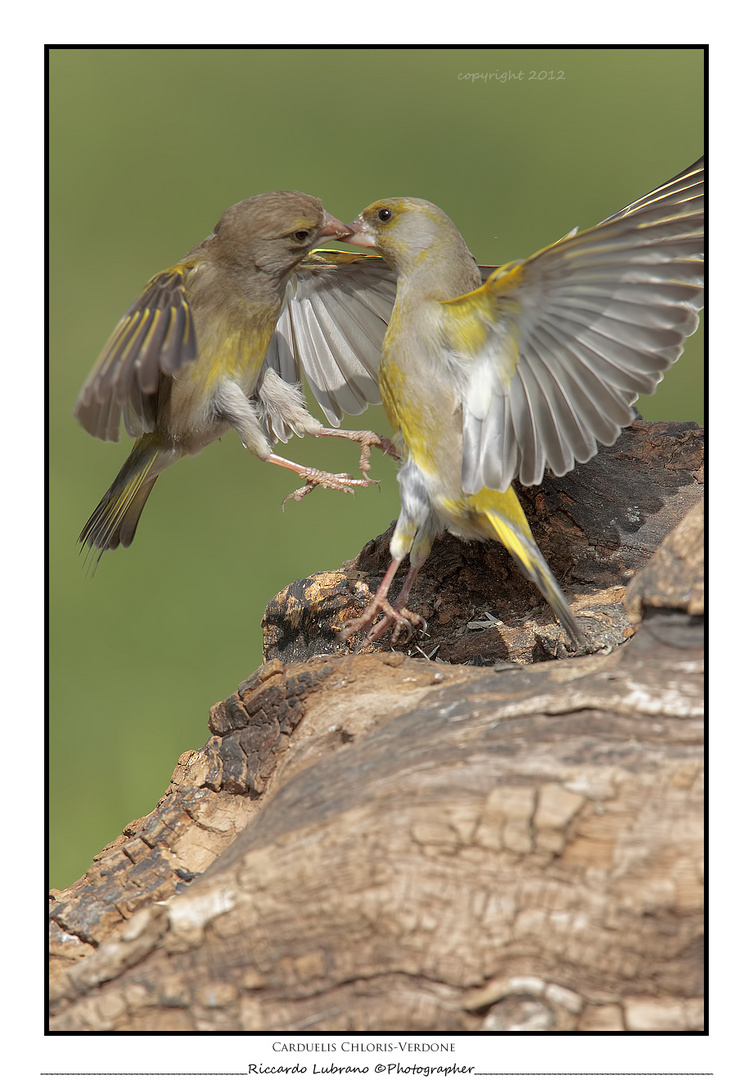 UN BACIO AL VOLO