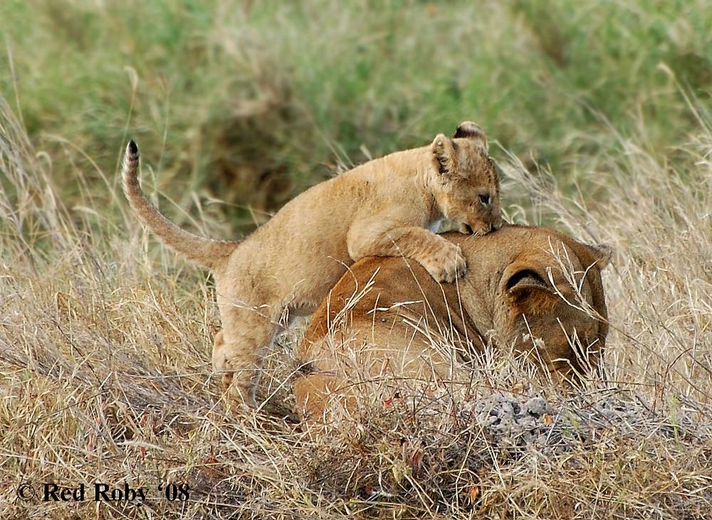 Un bacio alla mamma (Tanzania)