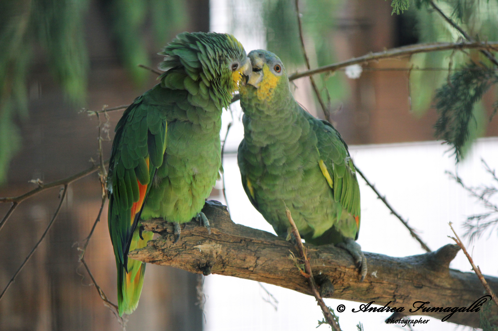 UN "BACIO" RUBATO