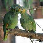 UN "BACIO" RUBATO