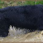 un bain de boue