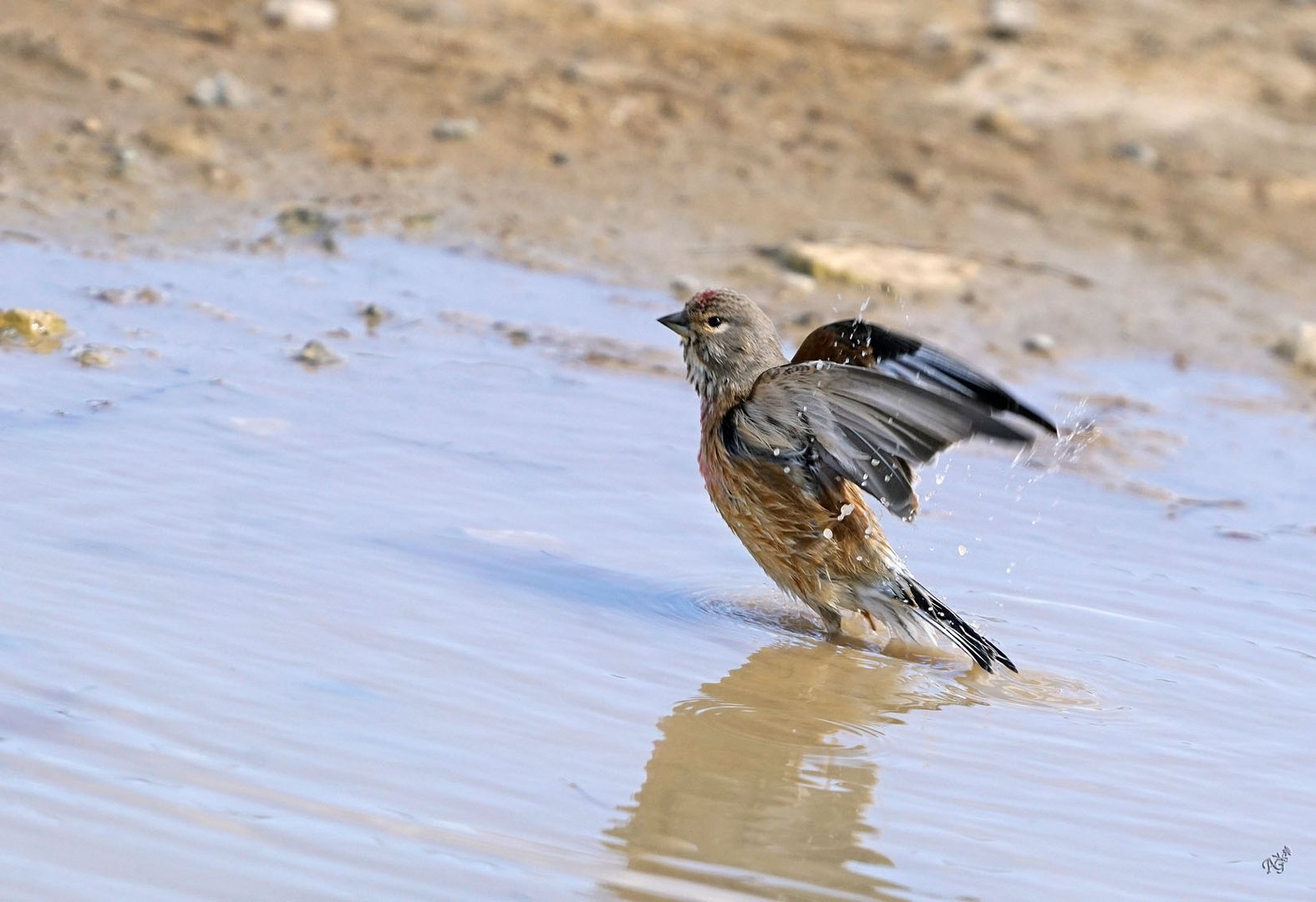 Un bain pour la petite linotte !!!