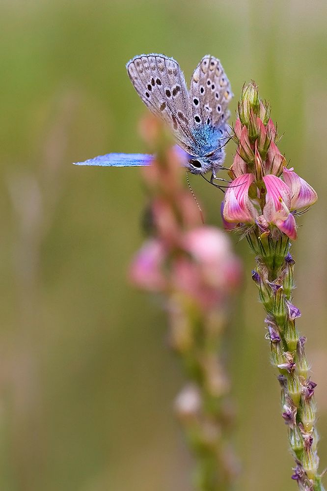 Un baiser de papillon….