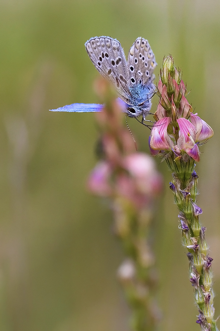 Un baiser de papillon….