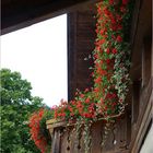 Un balcon florido con geranios rojos 