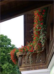 Un balcon florido con geranios rojos 