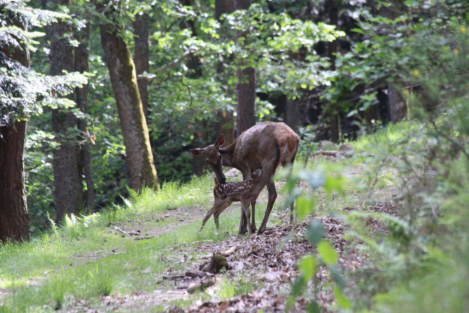 Un bambi adorable