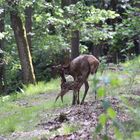 Un bambi adorable