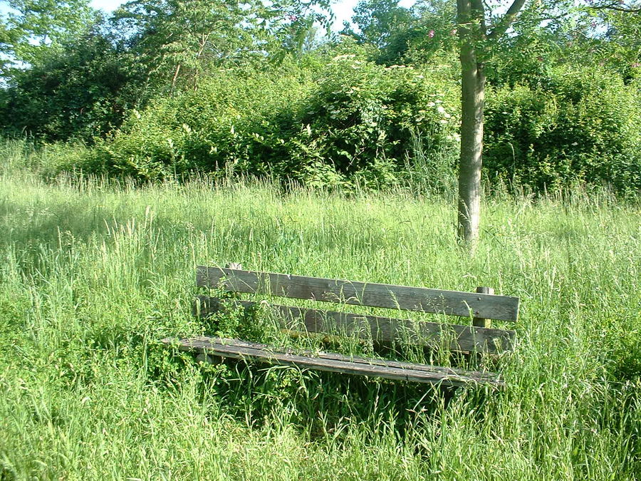 un banc perdu dans les herbes.