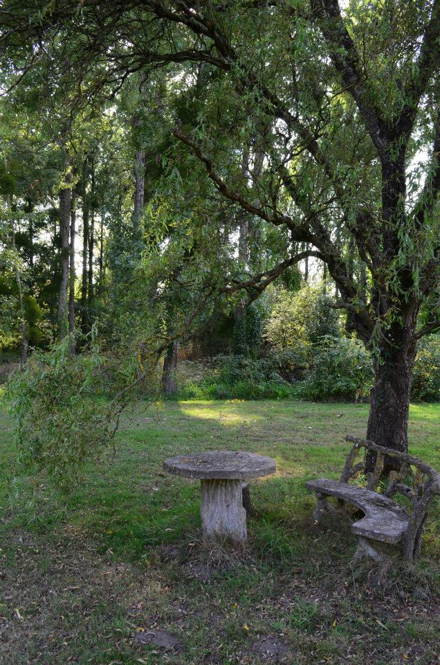 Un banc solitaire sous un arbre