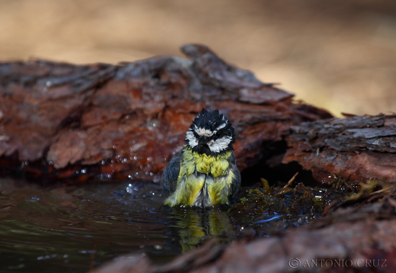 Un baño refrescante