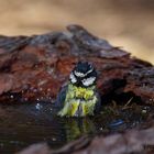 Un baño refrescante