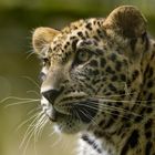 Un beau bébé (Panthera pardus saxicolor, panthère de Perse)