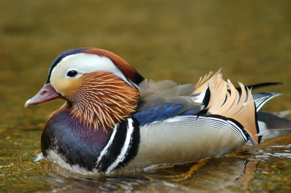 Un beau canard