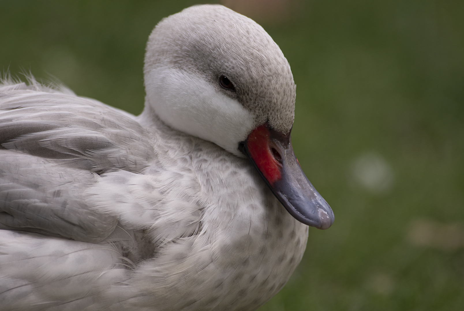 Un beau canard (Anas bahamensis domestica, canard pilet des Bahamas)