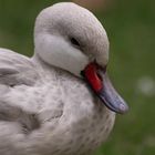 Un beau canard (Anas bahamensis domestica, canard pilet des Bahamas)