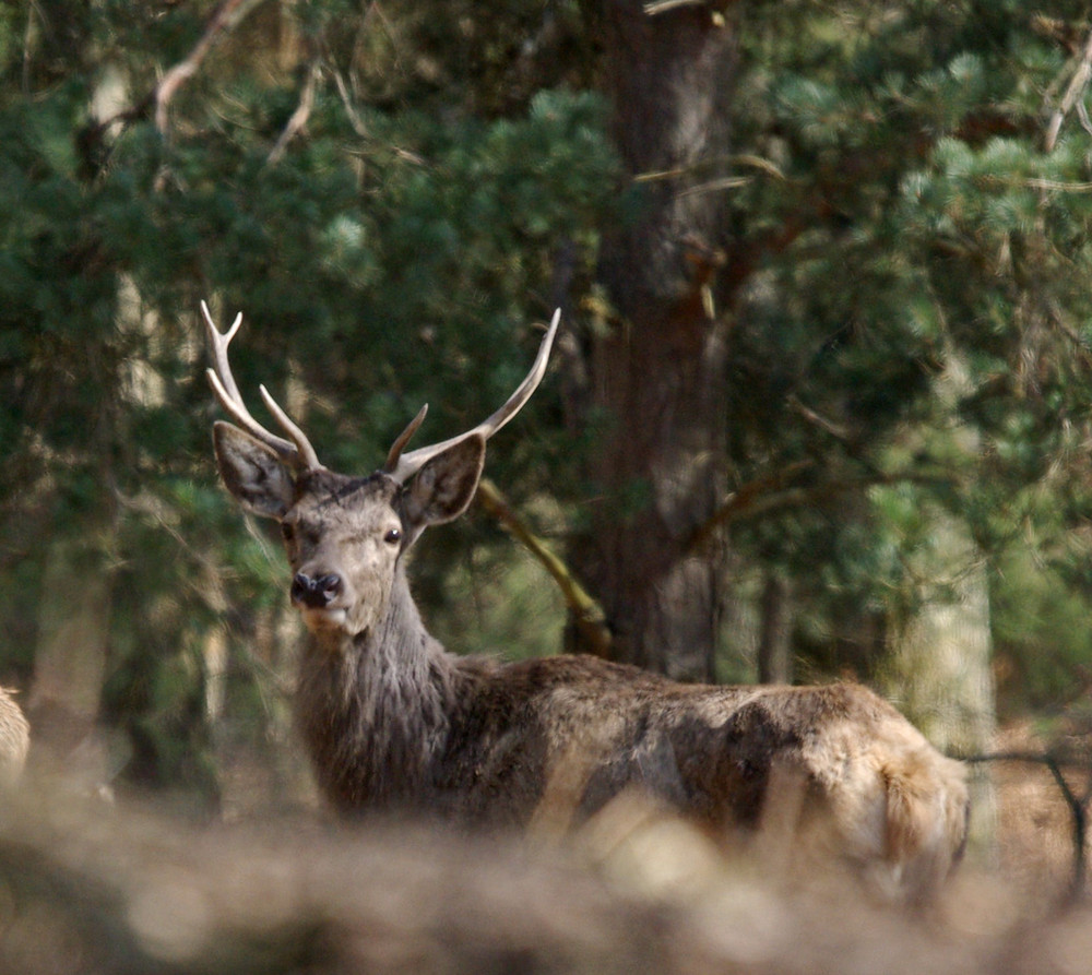 un beau cerf