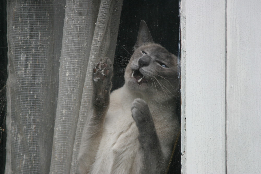 Un beau Chat