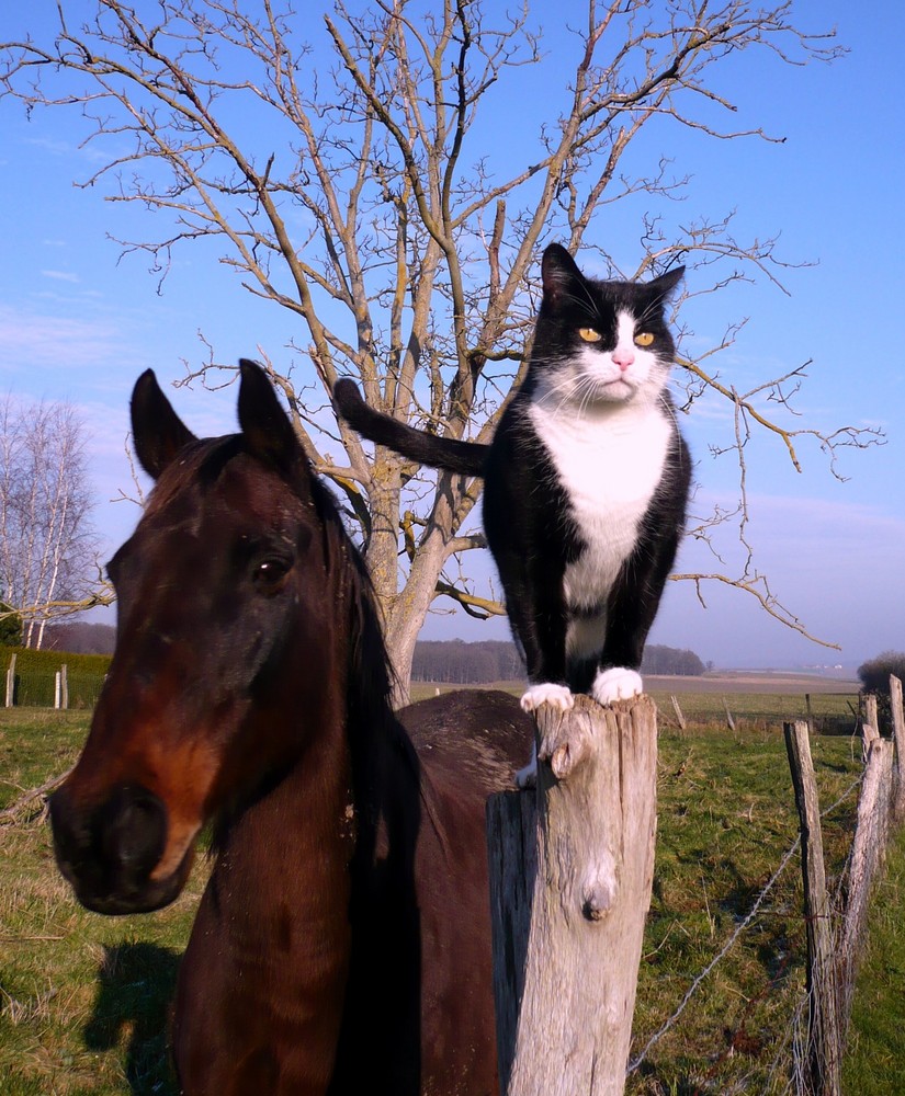 Un beau couple !