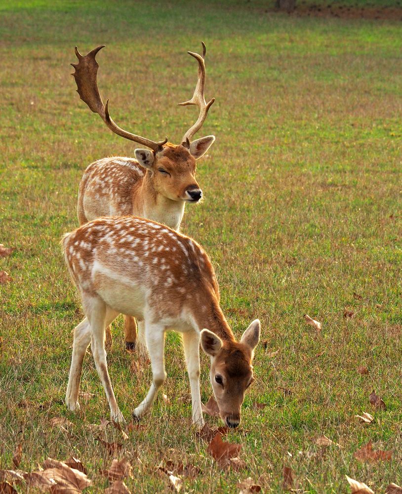 Un beau couple