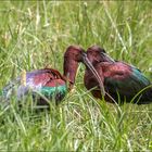 Un beau couple 