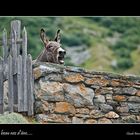 Un beau nez d’âne.....