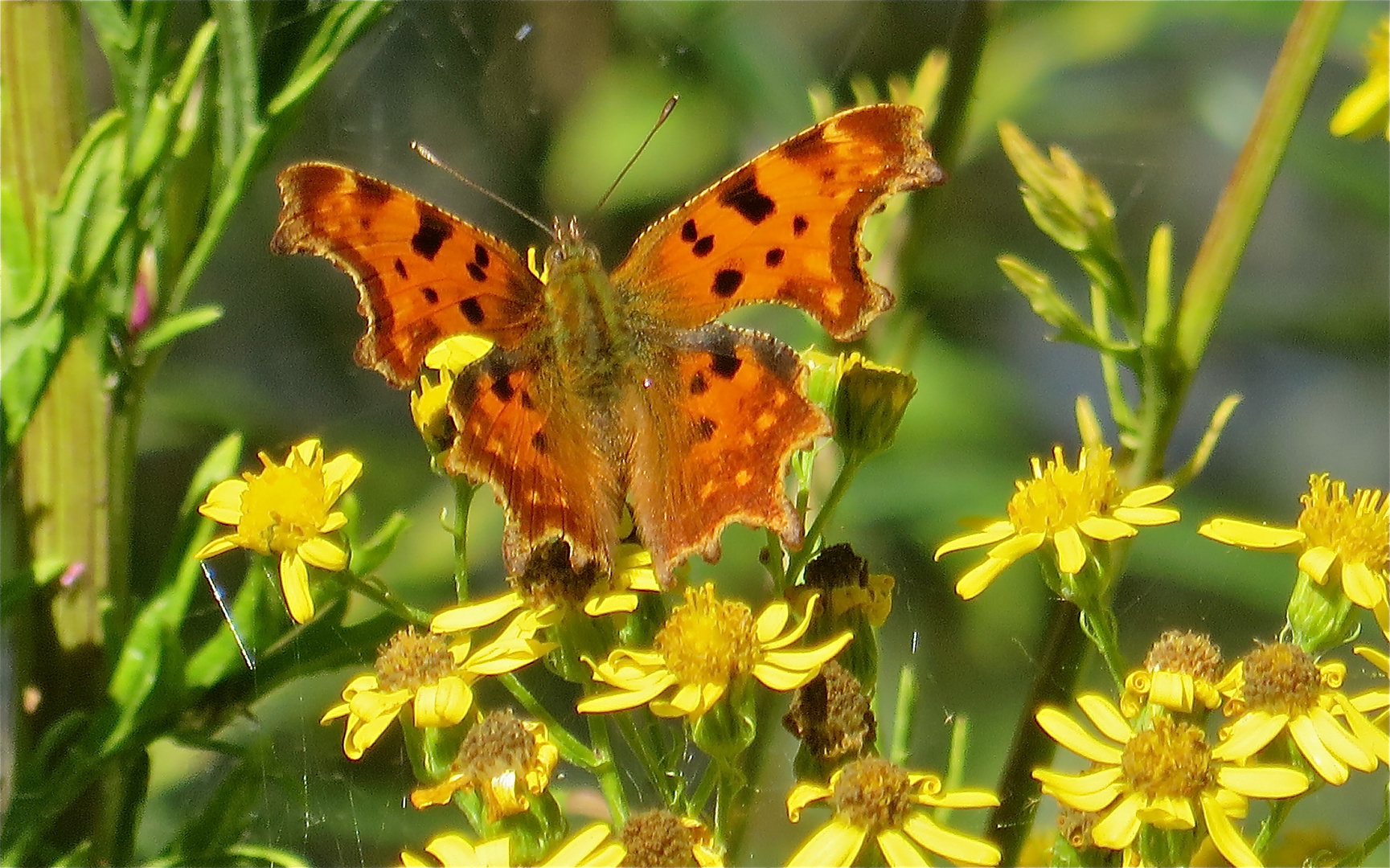 ...un beau petit papillon !!!...