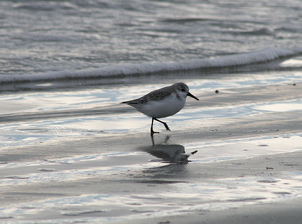 un bécasseau sanderling