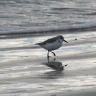 un bécasseau sanderling