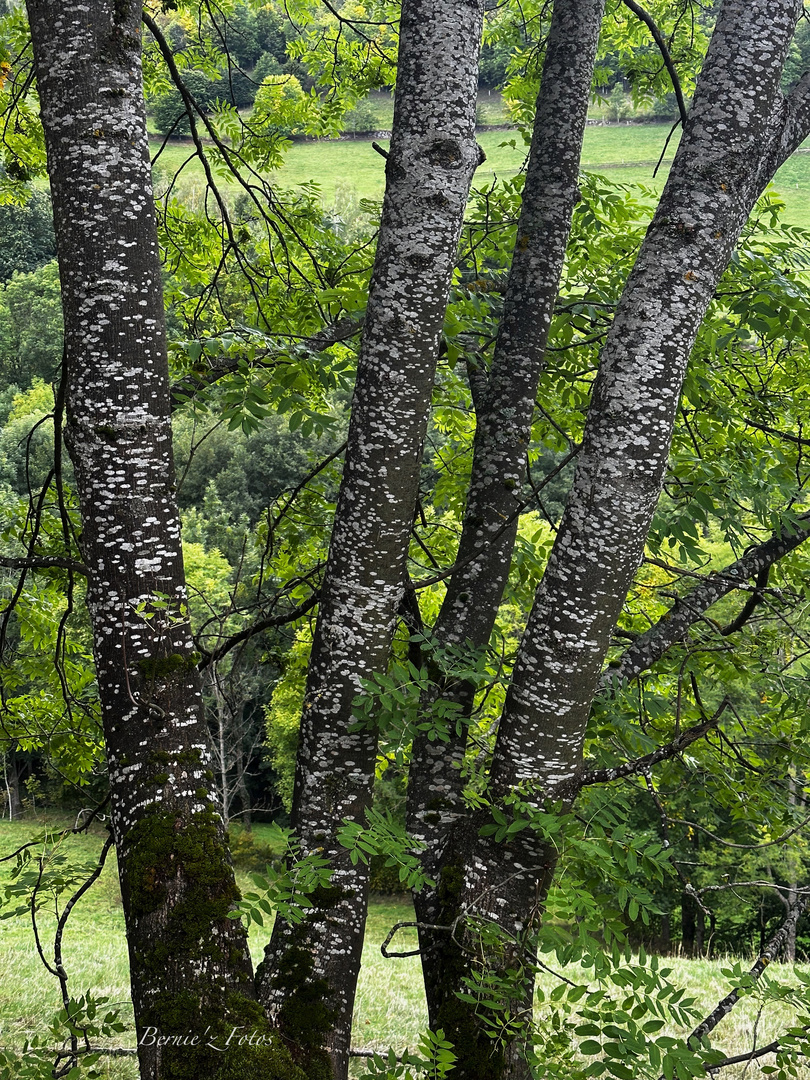 Un bel arbre 2