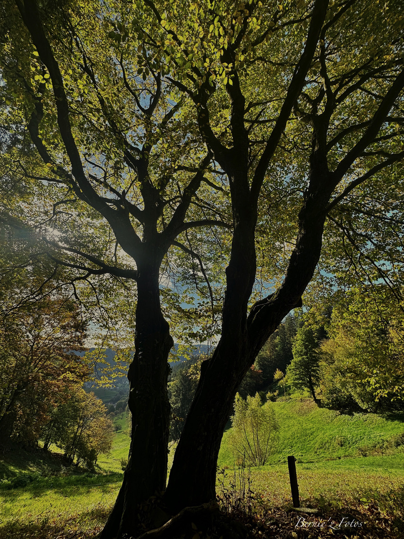 Un bel arbre