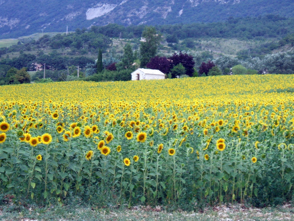 Un bel campo di girasoli