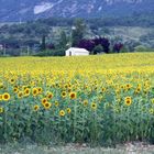 Un bel campo di girasoli