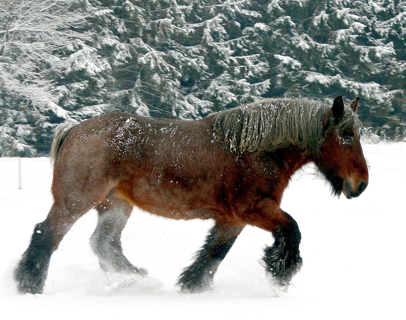 Un bel exemplaire de cheval de trait Belge.