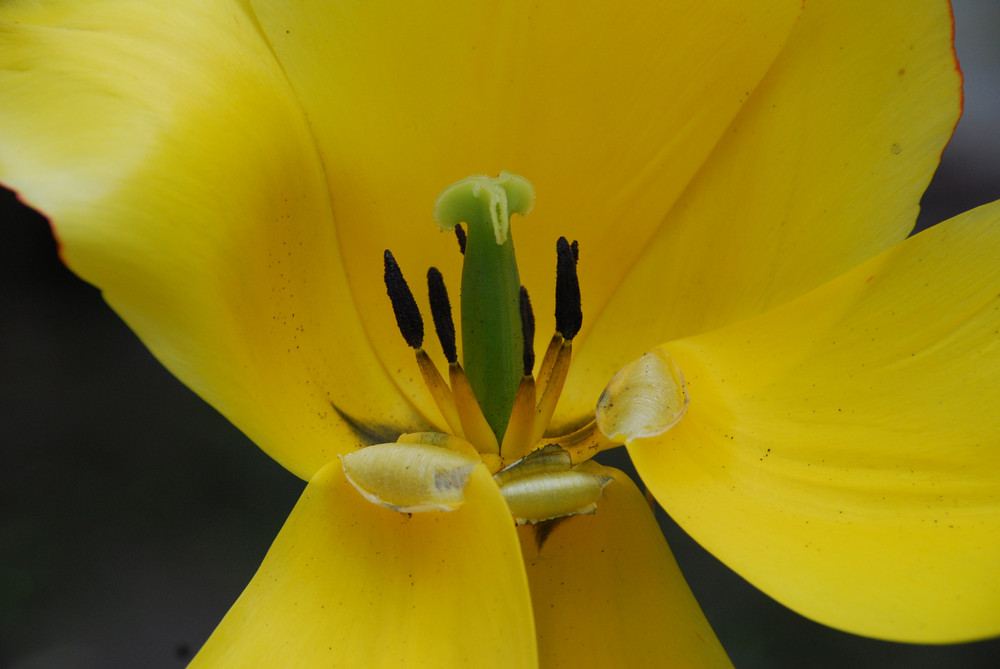 Un bel fiore, ma dura poco.