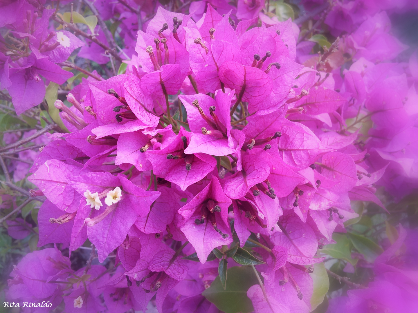 un bel fiore nella nebbia!!!