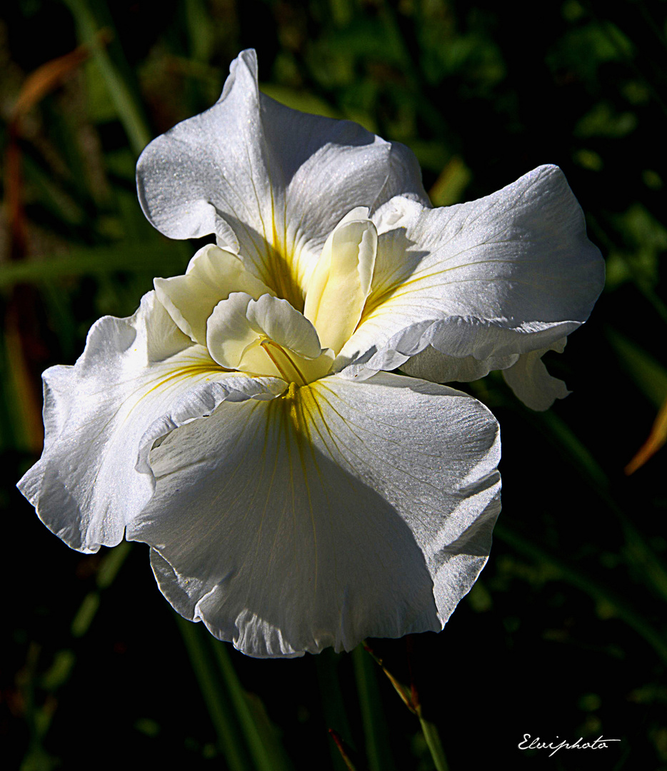 Un bel iris blanc qui a échappé à la pluie du week-end -