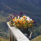 Un bel mazzo di fiori in omaggio ai monti .