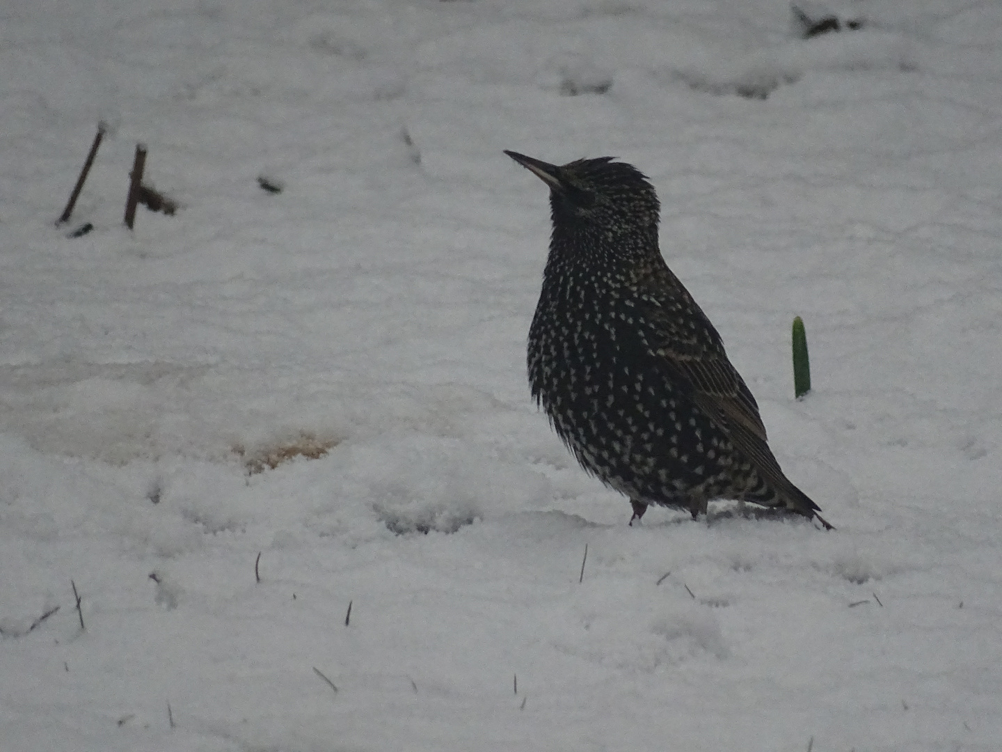 Un bel oiseau dans la neige